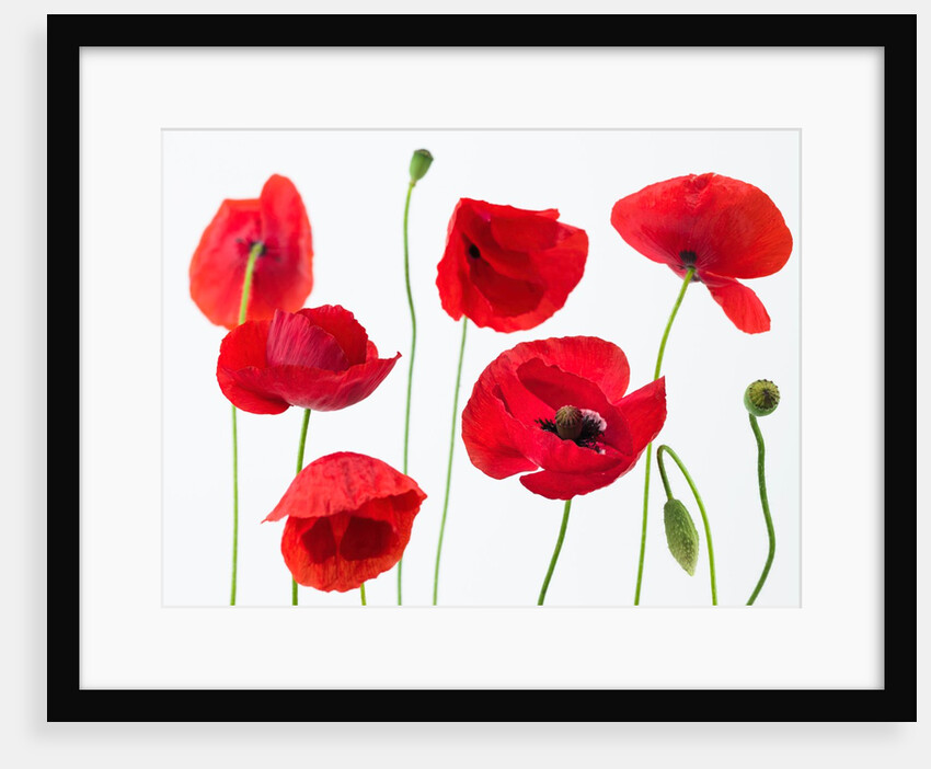 Poppies on white background by Assaf Frank
